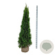 Thuja occ. 'Smaragd' 180-200 cm met kluit extra