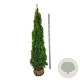 Thuja occ. 'Smaragd' 200-225 cm met kluit extra