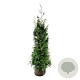 Thuja pl. 'Excelsa' 160-180 cm met kluit