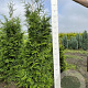 Thuja pl. 'Excelsa' 160-180 cm met kluit