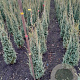 Juniperus comm. 'Sentinel' 80-100 cm met kluit
