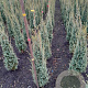 Juniperus comm. 'Sentinel' 80-100 cm met kluit