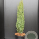 Juniperus comm. 'Sentinel' 80-100 cm 7,5L