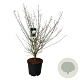 Viburnum carlcephalum 150-175 cm cont. 55L extra
