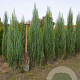 Juniperus s. 'Blue Arrow' 125-150 cm met kluit