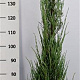 Juniperus s. 'Blue Arrow' 150-175 cm 15L