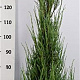 Juniperus s. 'Blue Arrow' 150-175 cm 15L