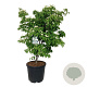 Cornus k. 'China Girl' 125-150 cm cont. 55L extra