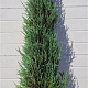 Juniperus s. 'Blue Arrow' 175-200 cm met kluit