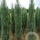 Juniperus s. 'Blue Arrow' 200-225 cm met kluit