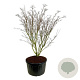 Cornus k. 'Weisse Fontaine' 225-250 cm cont. 285L solitair