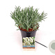 Lavandula intermedia 'Exceptional' 20-25 cm 3,0L
