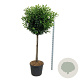 Prunus l. Etna 120 cm stam cont. 90L extra