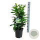 Prunus l. Genolia 50-60 cm 6L