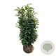 Prunus l. Genolia 125-150 cm met kluit extra