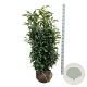 Prunus l. Genolia 125-150 cm met kluit extra