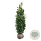 Prunus l. Genolia 150-175 cm met kluit extra