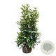 Prunus l. 'Herbergii' 125-150 cm met kluit extra