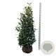 Prunus l. 'Herbergii' 150-175 cm met kluit extra