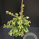 Picea a. 'Inversa' 40-50 cm 5,0L