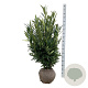 Prunus l. Renault Ace 100-125 cm met kluit extra