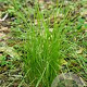 Carex bromoides GM P9