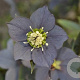 Helleborus o. 'Slaty Blue' GM P9