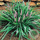 Liriope muscari 'Samantha' GM P9