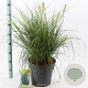 Pennisetum al. 'Hameln' 30-40 cm 12L