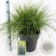 Pennisetum al. 'Hameln' 30-40 cm 12L