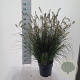 Pennisetum al. 'Hameln' 30-40 cm 12L