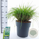 Pennisetum al. 'Hameln' 30-40 cm 12L