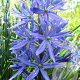 Camassia leichtlinii 'Caerulea' GM  P11