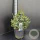 Picea omorika 'Nana' 40-50 cm 7,5L