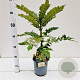 Mahonia media 'Winter Sun' 30-40 cm 2,5L