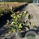 Photinia fraseri 'Red Robin' 40-50 cm 5,0L
