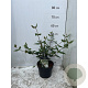 Viburnum burkwoodii 40-50 cm 3,5L