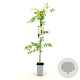Wisteria sinensis 'Alba' 80-100 cm 2,5L