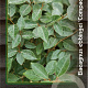 Elaeagnus ebb. 'Compacta' 60-80 cm 7,5L