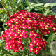 Achillea m. 'Red Beauty' GM P9 BIO