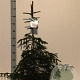 Picea orientalis 'Aureospicata' 60-80 cm 10L
