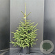 Picea orientalis 'Aureospicata' 80-100 cm 10L