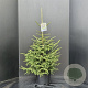 Picea orientalis 'Aureospicata' 80-100 cm 10L