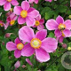 Anemone h. 'Praecox' GM P9 BIO