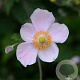 Anemone h. 'Splendens' GM P9 BIO