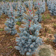 Picea pungens 'Edith' 50-60 cm met kluit