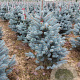 Picea pungens 'Edith' 60-80 cm met kluit