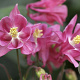 Aquilegia v. 'Altrosa' GM P9 BIO