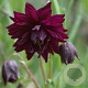 Aquilegia v. 'Black Barlow' GM P9 BIO