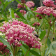 Asclepias incarnata GM P9 BIO